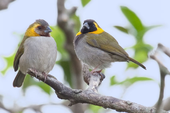 Cuban Grassquit