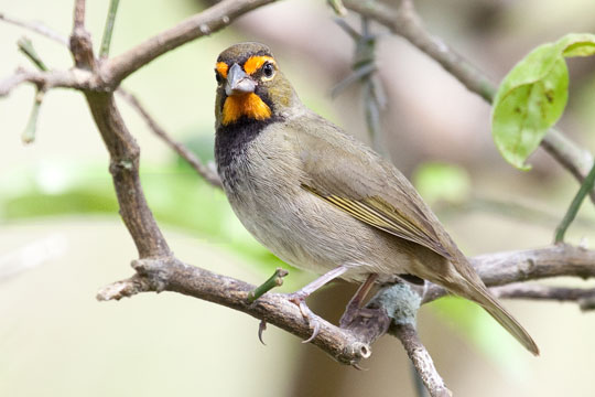 Yellow-Faced Grassquit