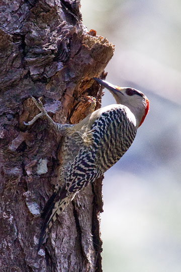 West Indian Woodpecker