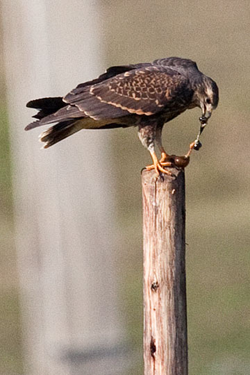 Snail Kite