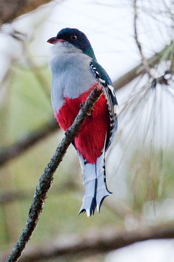 Cuban Trogon