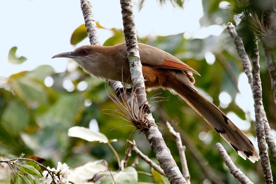 Great Lizard-Cuckoo