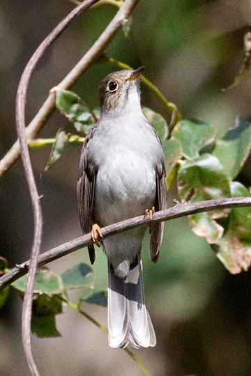 Cuban Solitaire