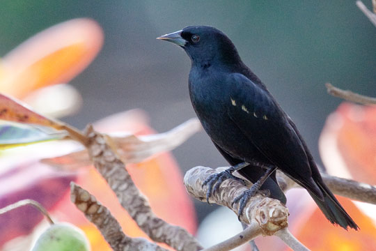 Tawny-Shouldered Blackbird