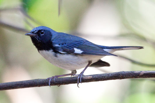 Black-Throated Blue Warbler