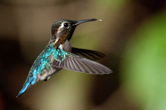 Bee Hummingbird