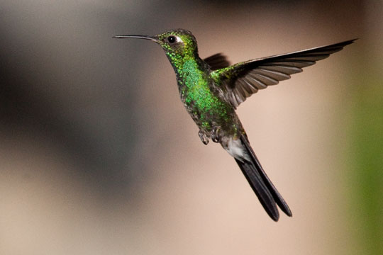 Cuban Emerald