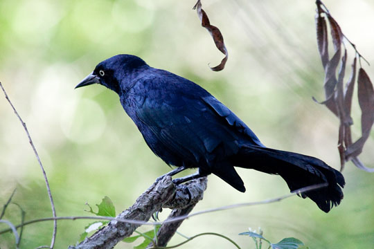 Cuban Blackbird