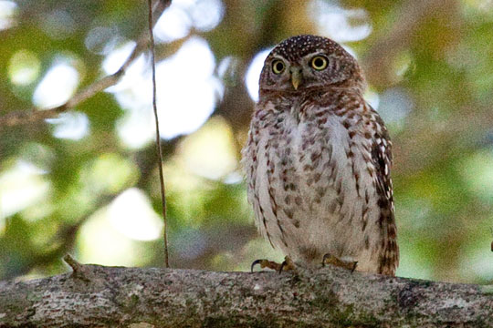 Cuban Pygmy Owl