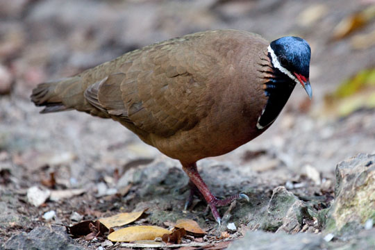 Blue-Headed Quail Dove