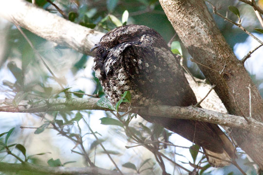 Cuban Nightjar