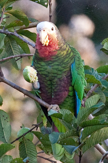 Cuban Parrot