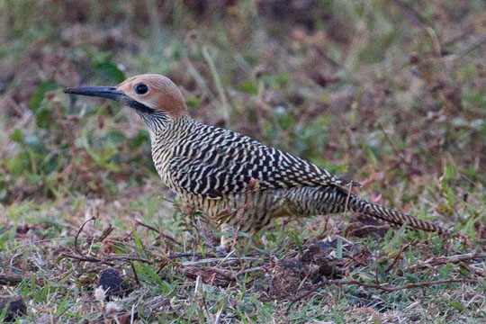 Fernandina's Flicker