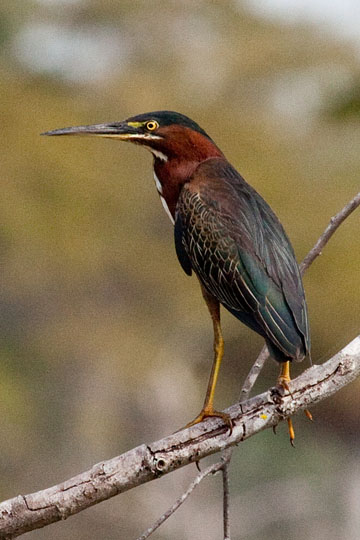 Green Heron