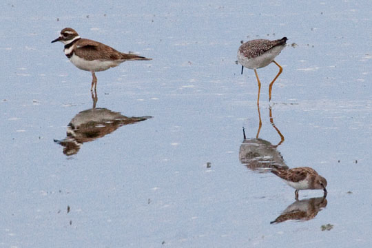 Killdeer + Lesser Yellowlegs + Least Sandpiper