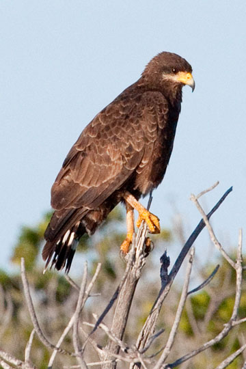 Cuban Black Hawk