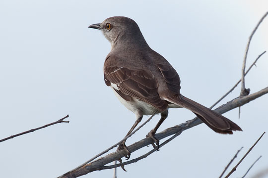 Bahama Mockingbird