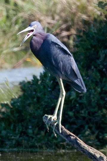 Little Blue Heron