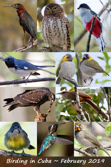 Birding in Cuba