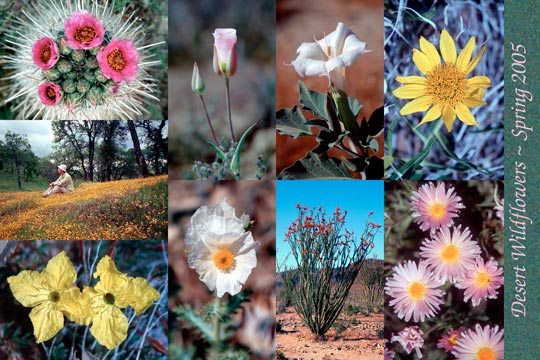 Desert Wildflowers 2005