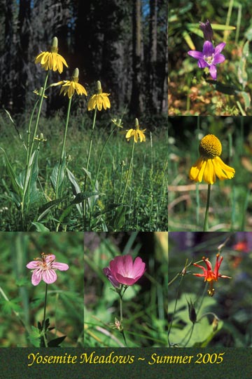 Yosemite Meadows 2005