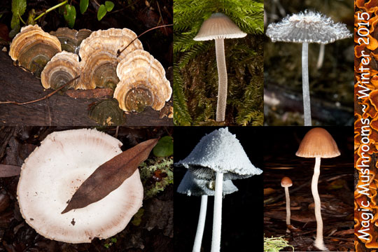 Magic Mushrooms 2015